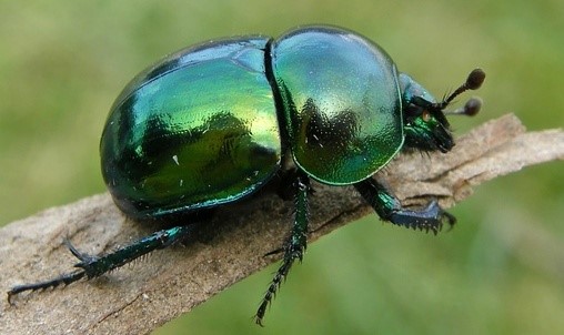 Tavaszi álganéjtúró